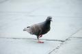 IMG_8795 pigeon